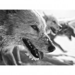 The Hunt Print