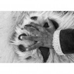 Hand on Paw Photograph - Life at the Edge